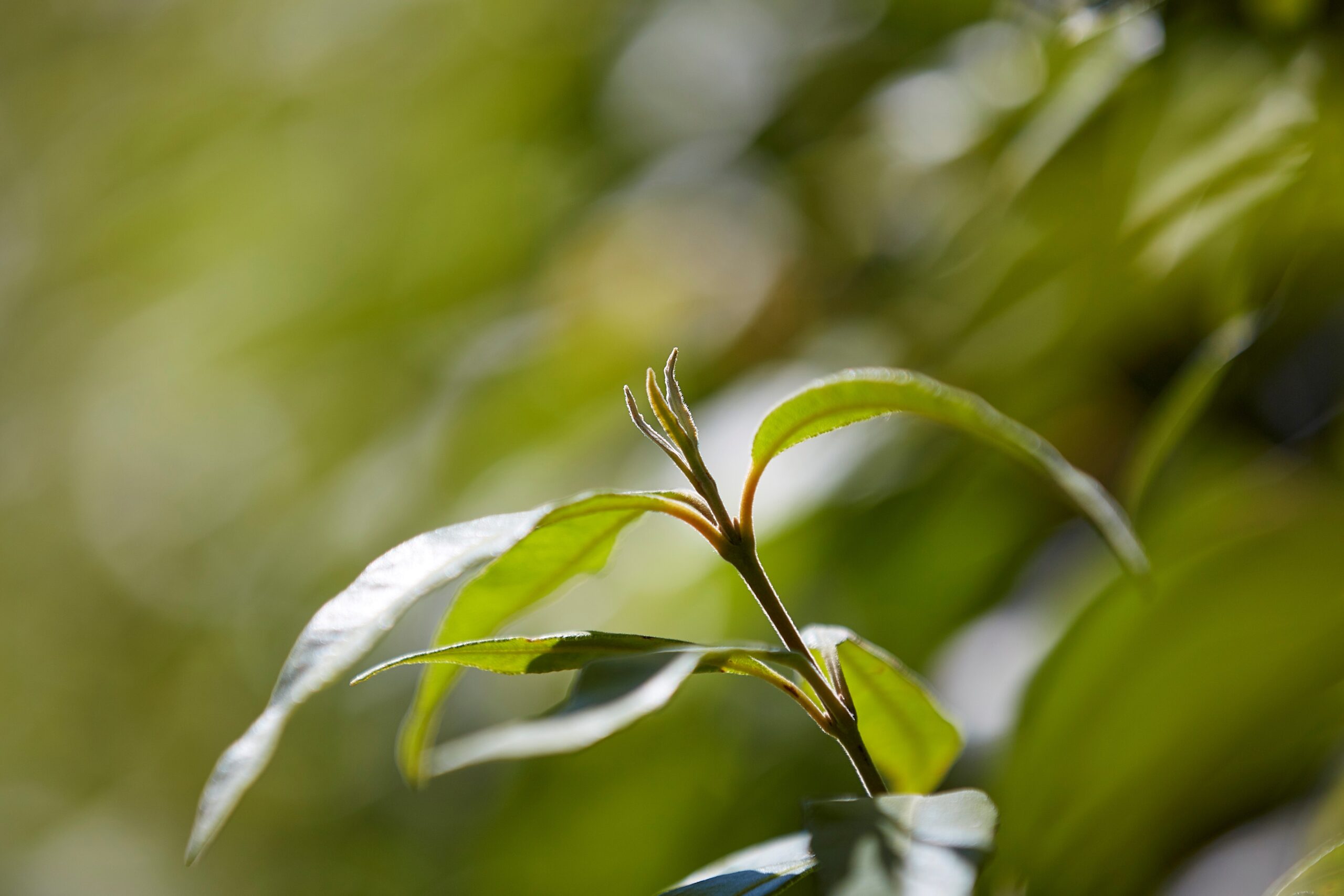 Lemon Myrtle – the Queen of Lemon Herbs