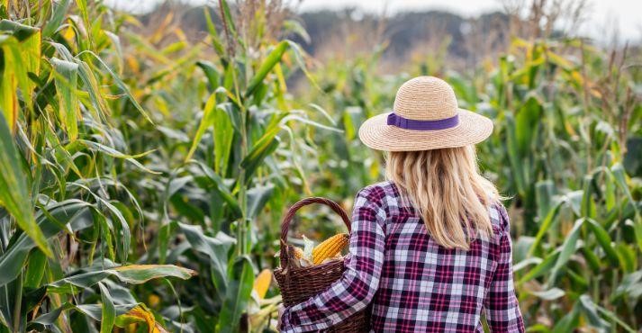A-farmer-walking-through-her-corn-field