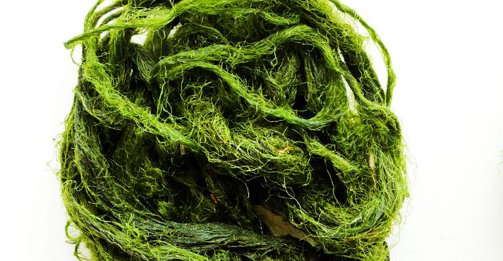 algae as an ingredient of vegan seafood