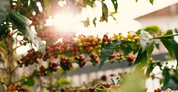 coffee berries on branch
