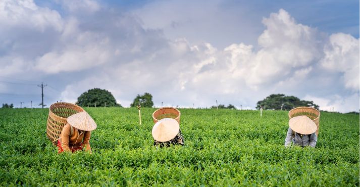 farmers picking tea leaves on plantation