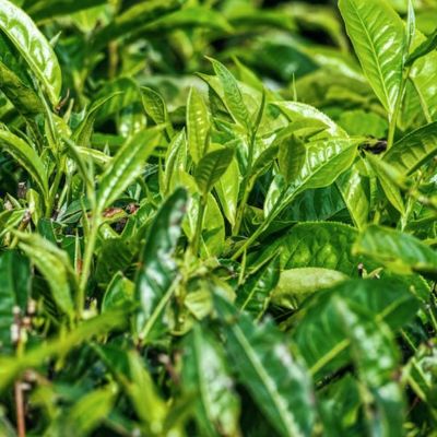 Trends in the Tea Sector