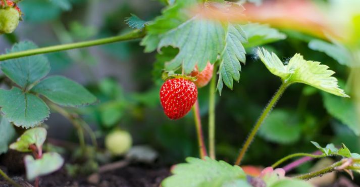 organic strawberry in garden