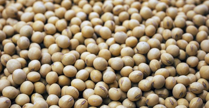 soy beans in a large quantity