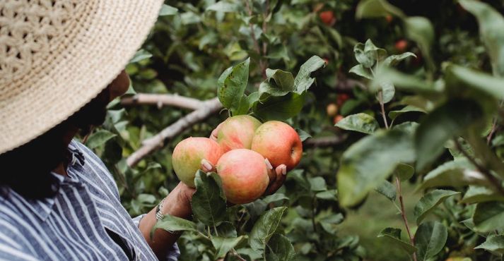 woman picking ripe apples growing in garden