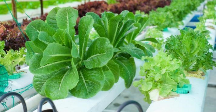 Leafy-vegetables-growing-part-of-urban-farming