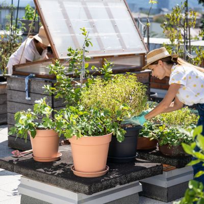 urban farming in southeast asia