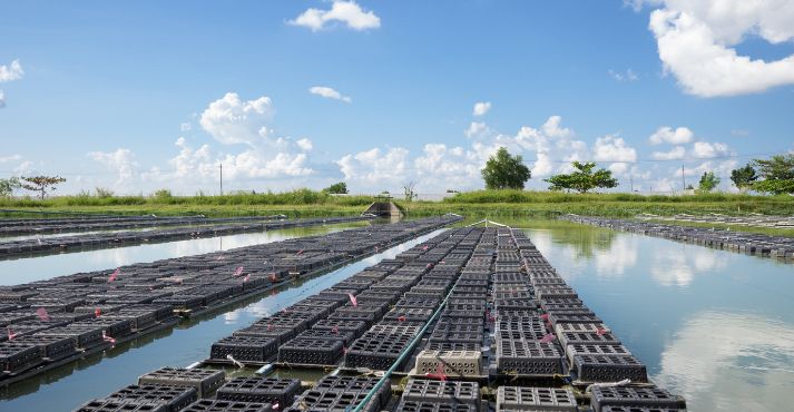 Aquaculture environmental challenges