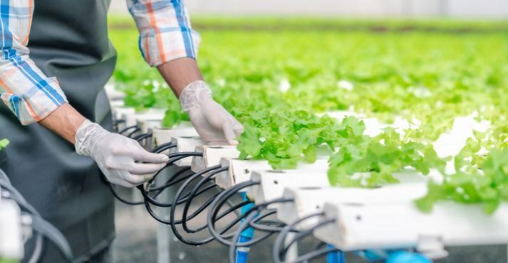 Hydroponic-farming-to-contribute-towards-food-security