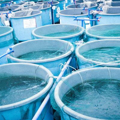 What is Aquaculture