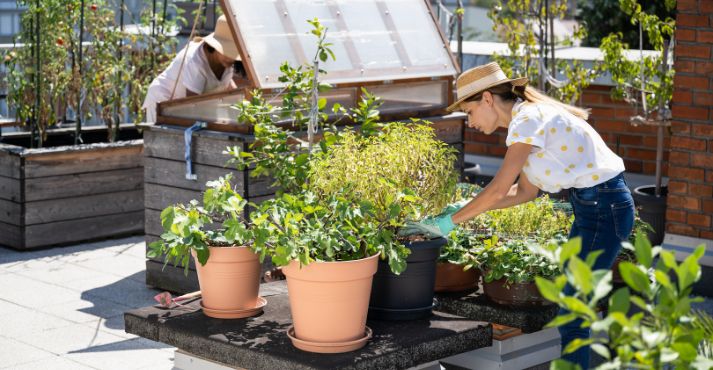 urban farming on rooftop