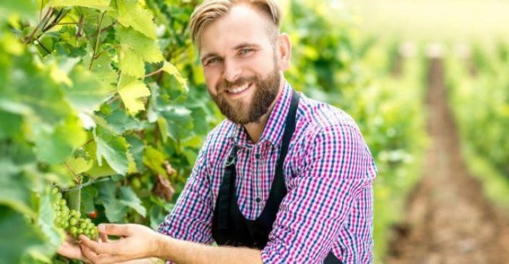 wine worker working on sustainable vineyard