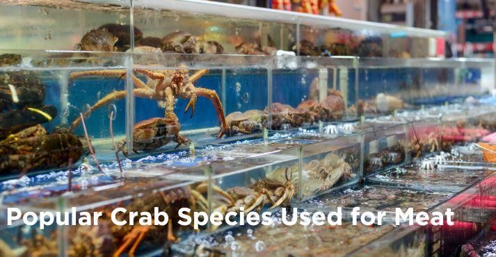 Popular Crab Species Used for Meat