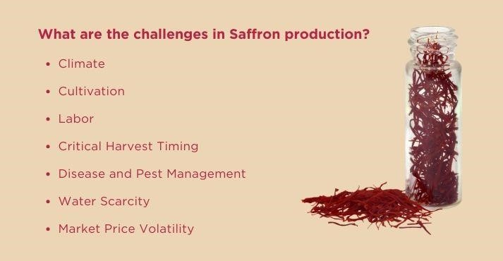 challenges in saffron production