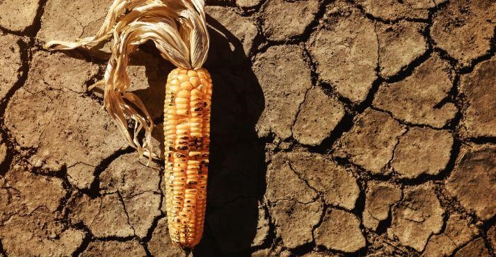 Dry-cracked-ground-and-dried-corn-ear-representing-drought-and-food-insecurity