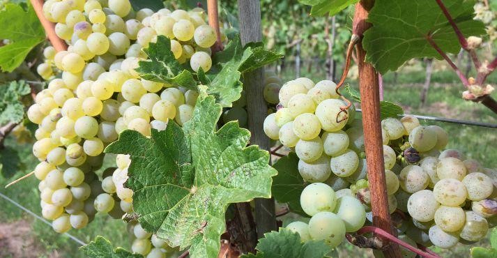 Glera-grapes-in-vineyard