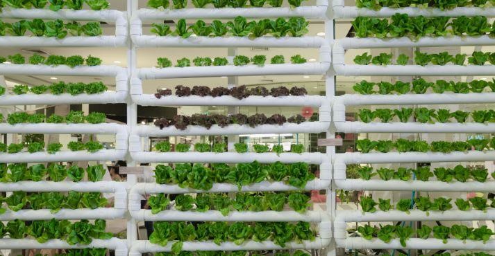 Vertical-farming-in-for-food-security