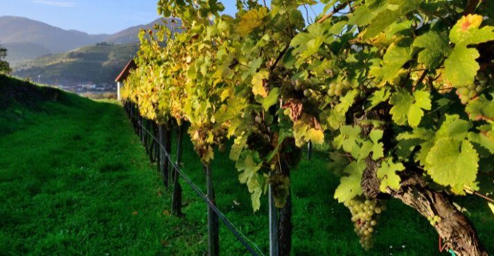 White-Grape-Wine-in-Wachau-Austria