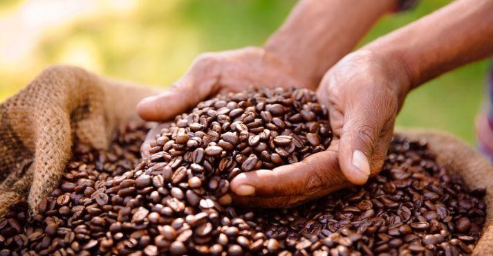 Coffee-beans-in-the-hands-of-a-farmer