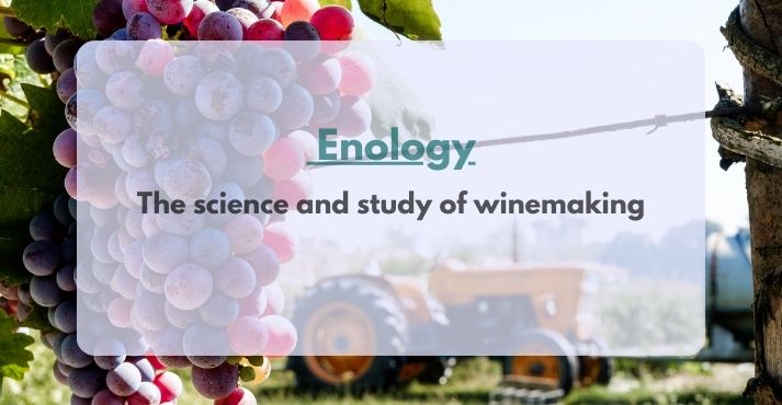 enology