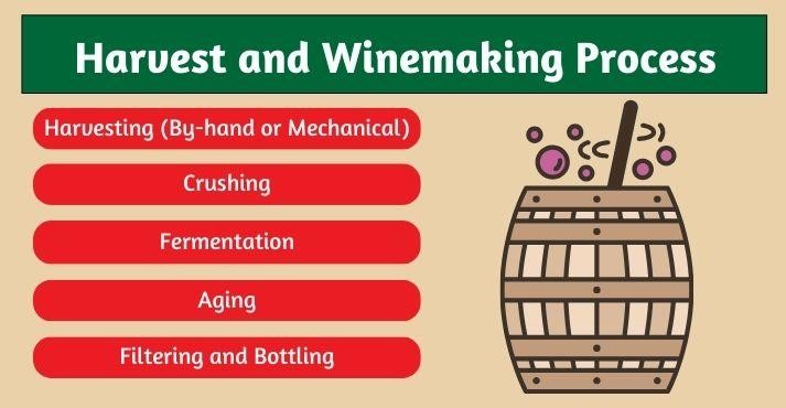 Harvest-and-Winemaking-Process