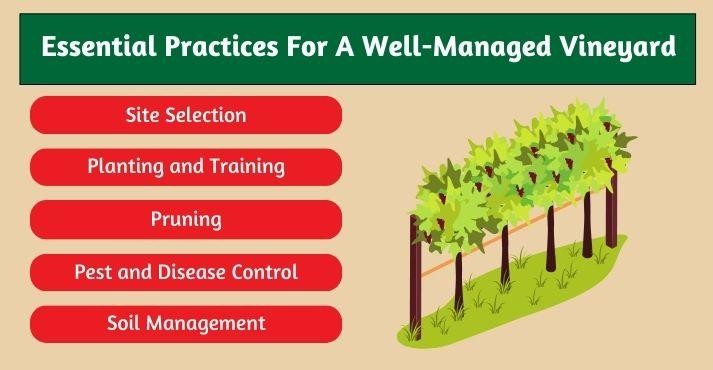 Vineyard-management-essential-practices