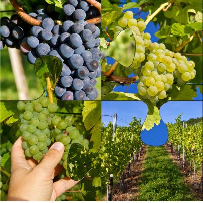 Viticulture: A Guide to Grape Growing and Wine Production