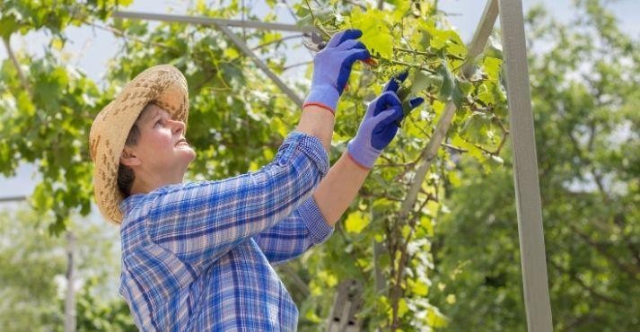 grape-farmer-managing-a-vineyard