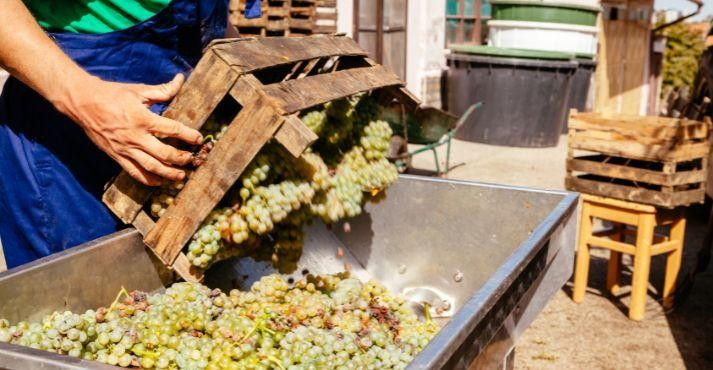 Making-of-dry-white-wine