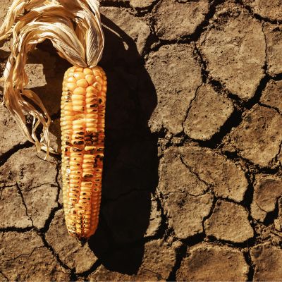 A Warming World: Impact of Climate Change on Food Security