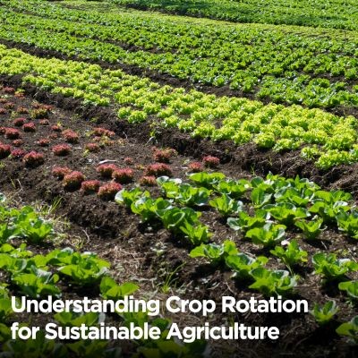 Understanding Crop Rotation for Sustainable Agriculture