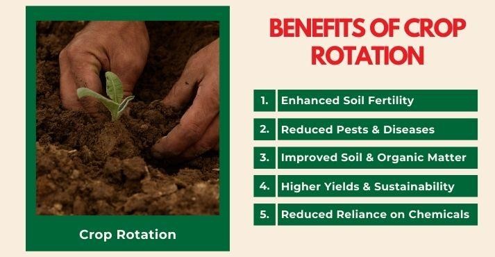 benefits-of-crop-rotation