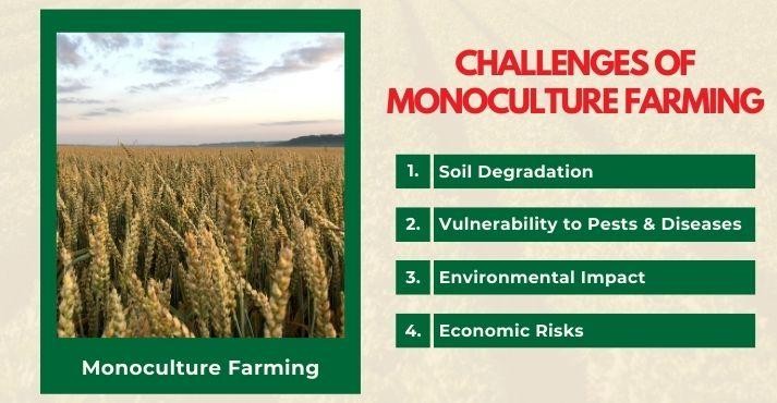 challenges-of-monoculture-farming