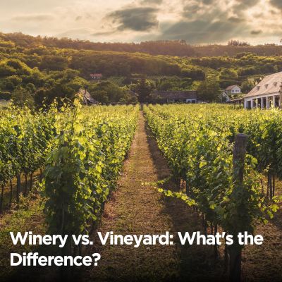 Winery vs. Vineyard: What’s the Difference?