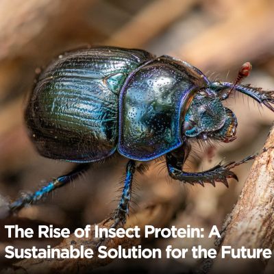 The Rise of Insect Protein: A Sustainable Solution for the Future of Food